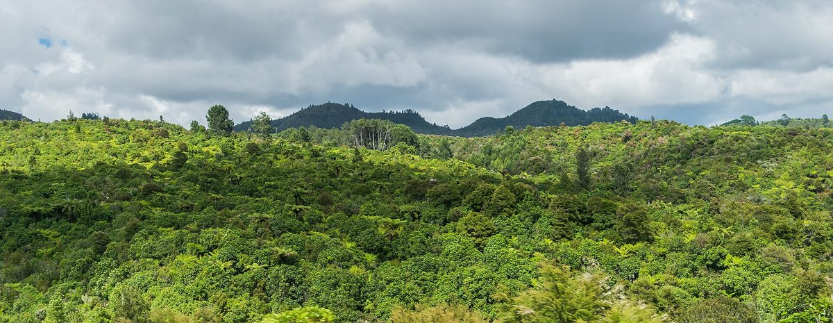 Native forest in the Coromandel Forest Park near Thames